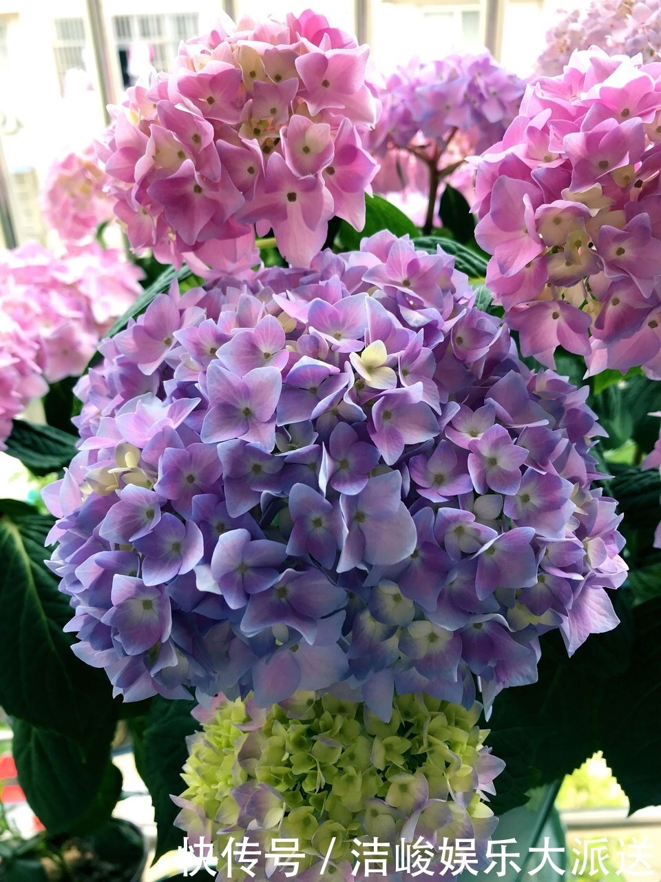 绣球花|家里有2种花,趁着现在“摘心”,花苞呼呼窜,个个开爆盆