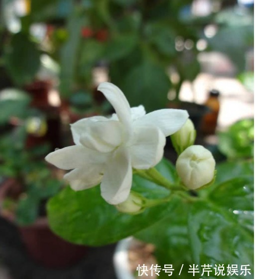 茉莉|邻居养了一株笔尖茉莉，香味蹿进了左邻右舍，太好闻了！