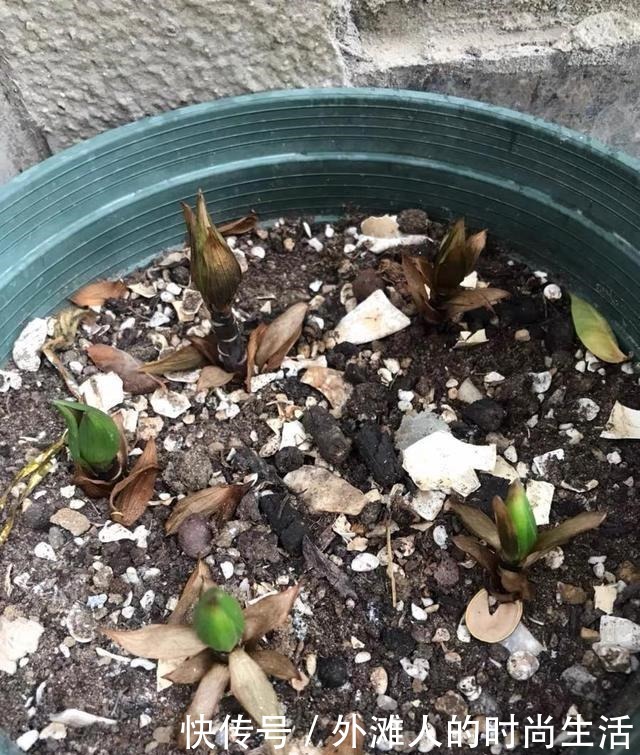 几个“洋葱球”,埋在花盆里,长出8朵百合花,开完花还能吃