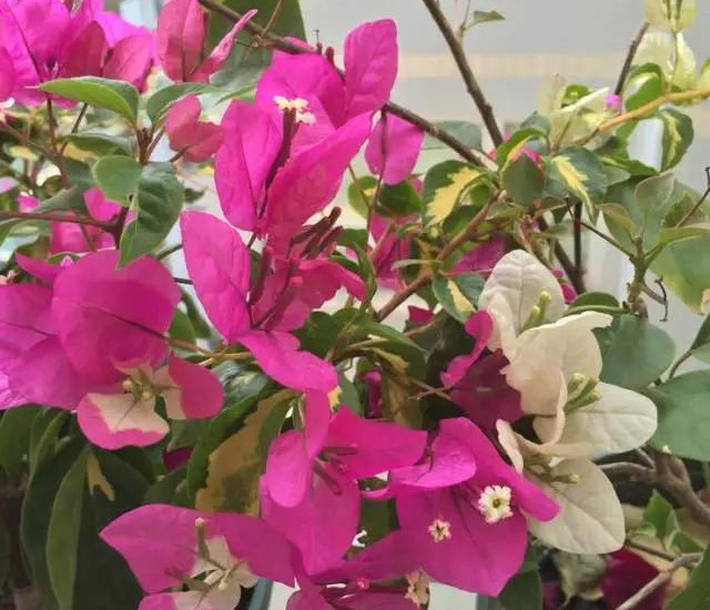 盆景|三角梅养成盆景又美又飒，爬成花墙热情浪漫，爆花成球秘诀在这