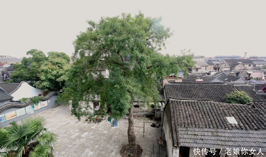 树干|五百年皂荚树,树干长出图案,密密麻麻如“天书”