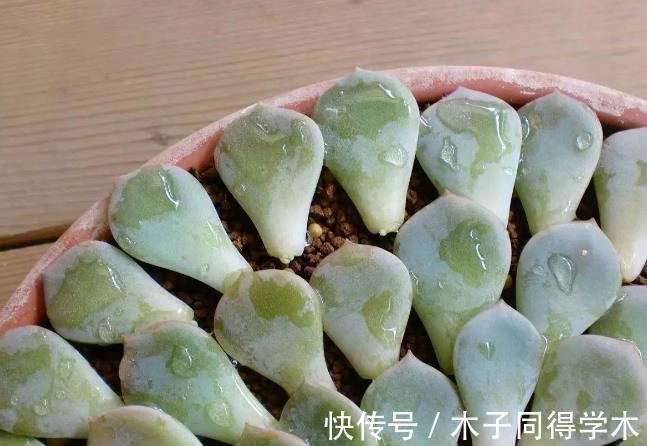 叶片|追求颜值、性价比,养多肉就选普货白牡丹,打理、扦插不费劲