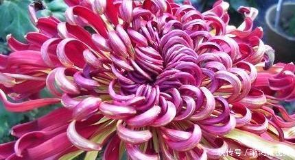 晚镜|喜欢菊花，不如养盆“菊中珍品”晚镜红妆，花姿妖艳 洁雅高贵