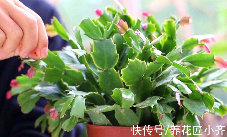 蟹爪兰又软又薄?避开2个“误区”,做1个“动作”,叶厚开花多