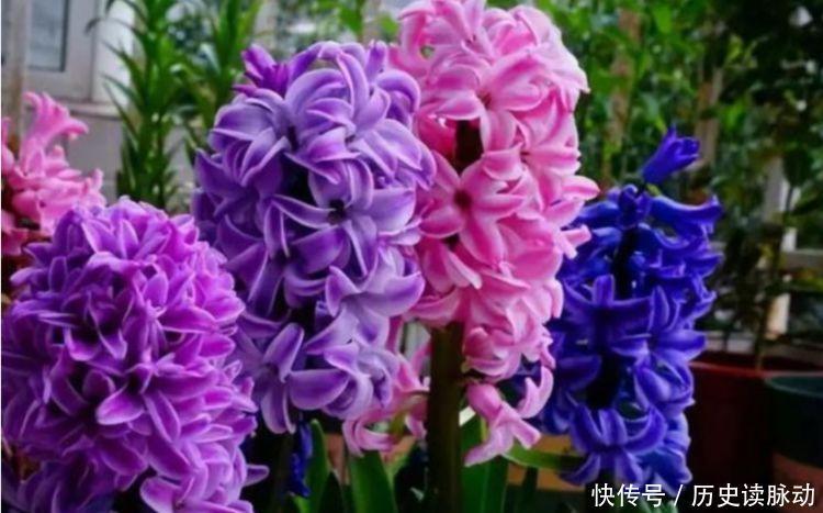 不停|适合家养的几种花卉,全年开花不停,随手一养就爆盆