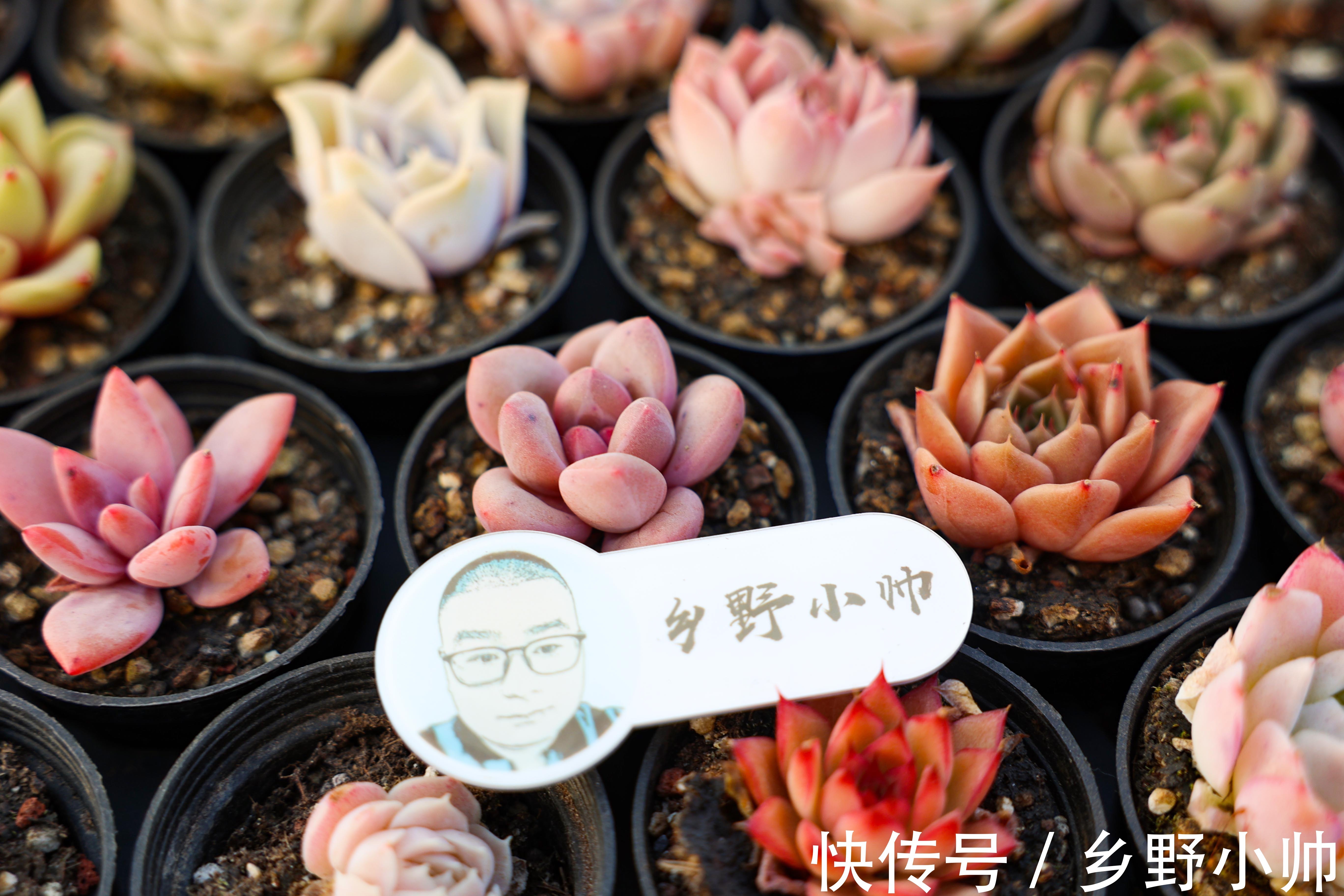 养好它,半年收获一大盆,冬日美肉之,笨芭、桃蛋篇