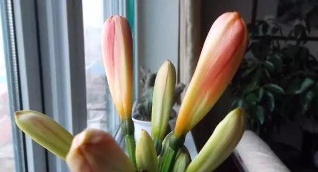 软布|君子兰就喜欢这“玩意”,随便一滴,叶子挺拔如“折扇”,花还大