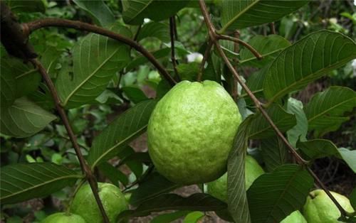 吸烟|肺部“清道夫”找到了!经常吃一点,润肺解毒,或能远离肺病