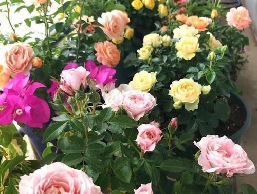 土壤|盆栽土干裂甭急着换，1周喂1次它，1个月就变松，养啥爆啥