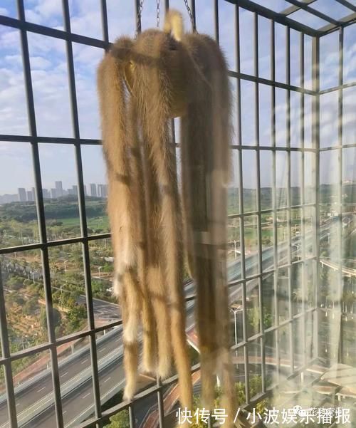 小森林|三种网红垂吊植物，挂在家里，轻松养成绿森林