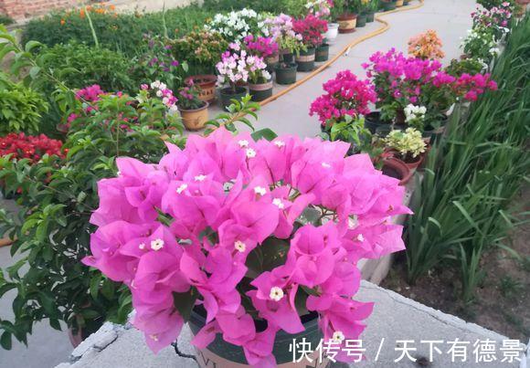 绿萝|一场秋雨一场寒，秋雨后适合扦插6种花，爱生根，爱生长