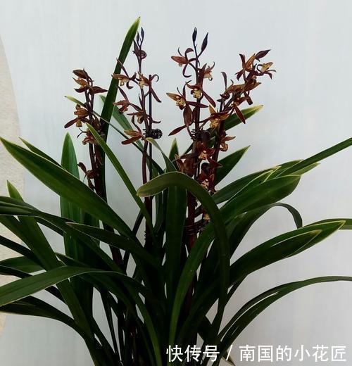 家里养墨兰,了解掌握4个要点,养出白嫩根系,叶油绿颜值高!