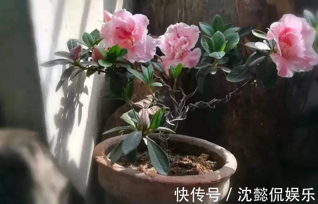 老花农1句话,茶花养的花大叶绿,比看书还长知识!