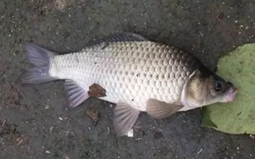 冬季鲫鱼吃口轻难钓，学会这三招野钓轻松应对轻口鲫鱼