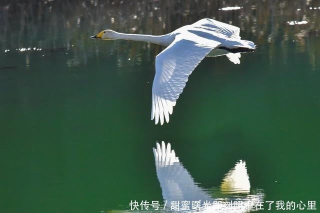 老年|太美了!走,去咸阳三原清浴河看天鹅