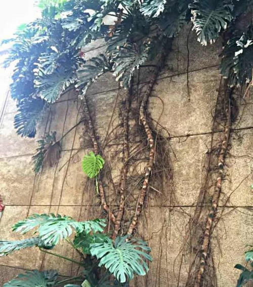 看看花友养了“10多年”的“龟背竹”,这是要上天?