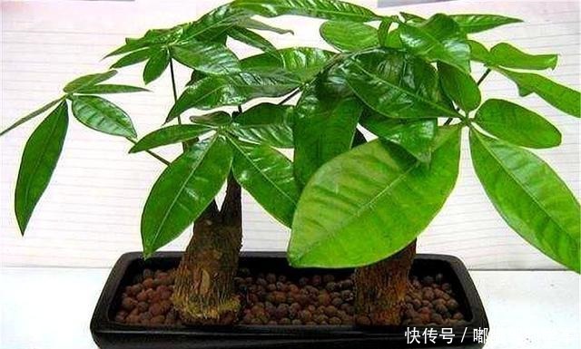 冬天养发财树,做好“1多1少1控制”,叶子翠绿,春天蹭蹭长!