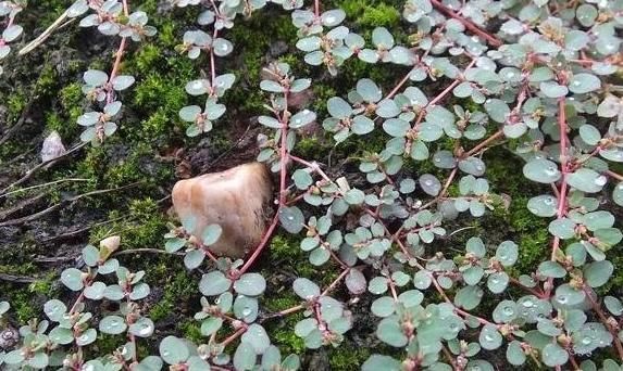 螞蟻|螞蟻草很不起眼，藥用價值卻很高，驅(qū)蟲利尿，還可以消腫散淤！