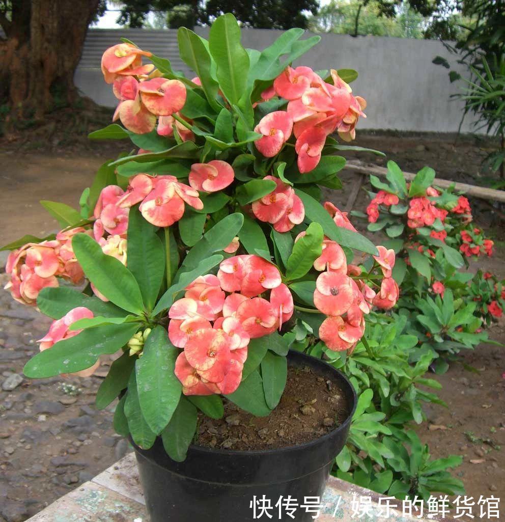 关键|3种“养不死”的花,适合新手,不只是好养,关键很漂亮