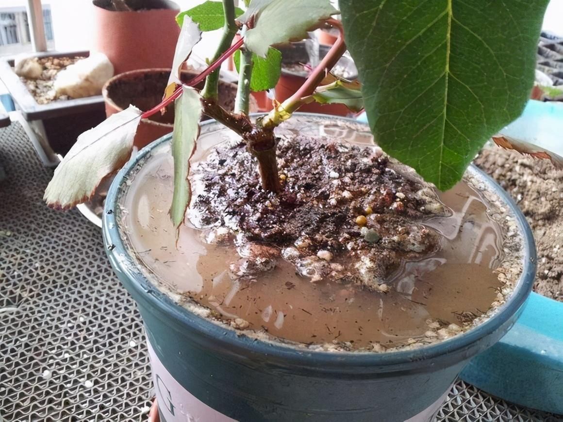 烂根|秋冬天养花,三种水不能拿来浇花,易黄叶烂根,养花人速看