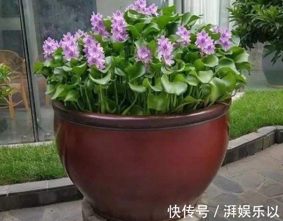 花农透露3种植物白送也别要,在家养容易给自己招麻烦