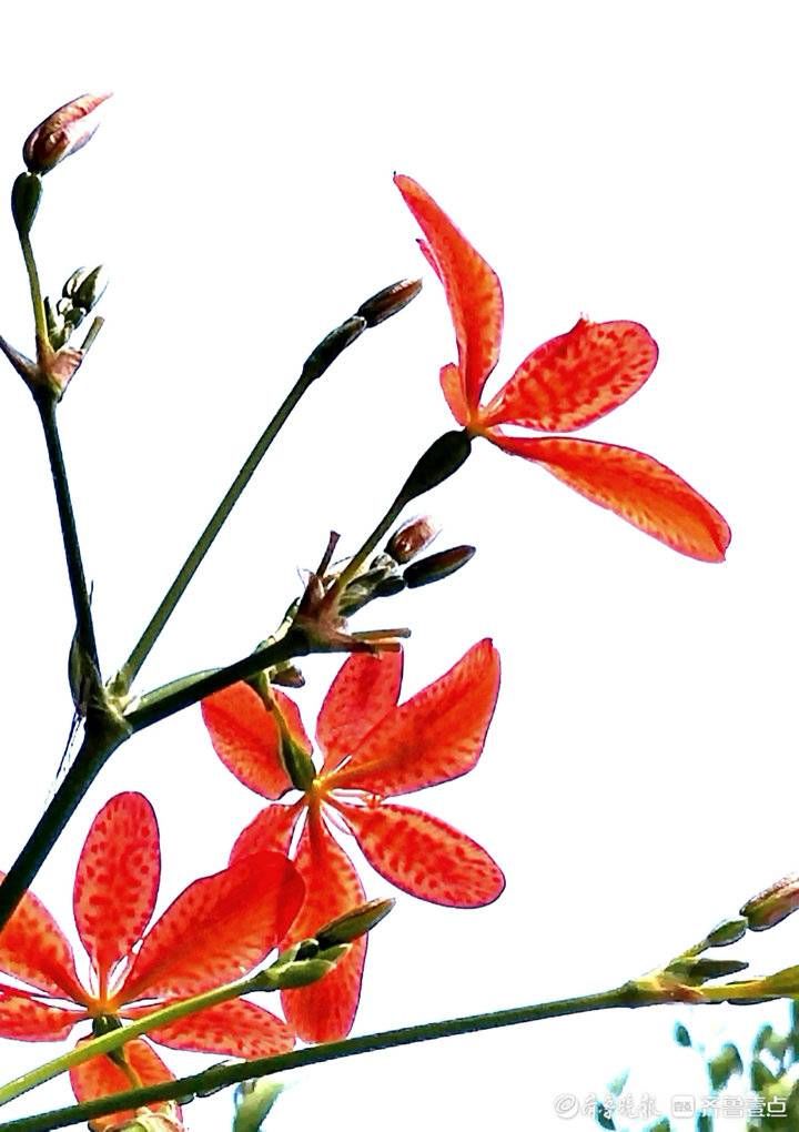 高军|这妖艳美丽的花朵名叫凤翼，入中药清热解毒