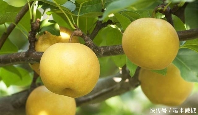  白萝卜|秋冬养肺，5种食物每天吃，滋阴润肺清烟毒，肺部干净又健康