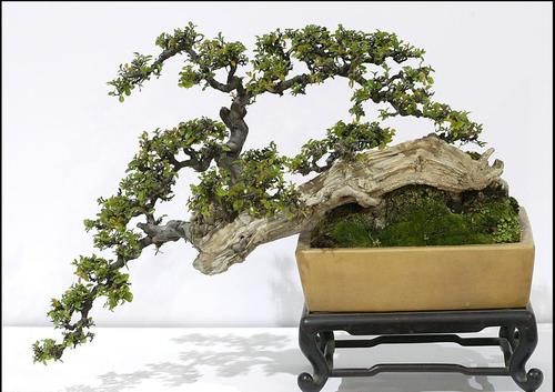 盆景七贤之一的雀梅，养殖时做好3点，才能长势旺盛，避免失枝