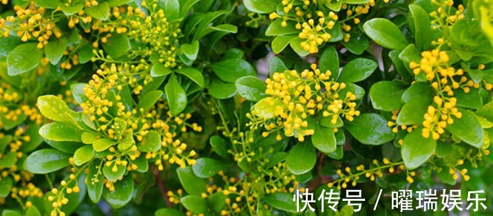 荣耀的象征之花,对于它的养植,你了解多少