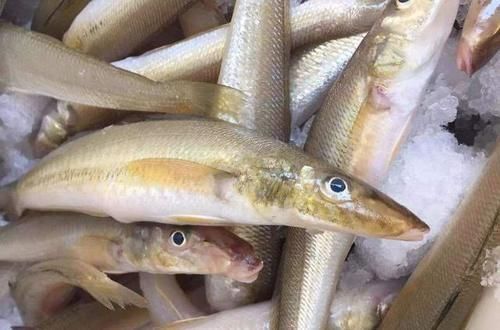 便宜|这5种便宜海鱼,老渔民最爱吃,常被人嫌弃,却不知道营养很丰富