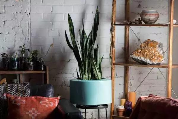 花再好看也别花钱买,浪费!只要随便捡几片叶子,落地就疯长