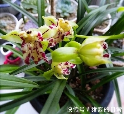 此兰曾多次获奖,花型罕见,兰香高雅,被誉为建兰奇花之首