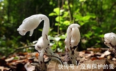 稀有植物现身,水晶兰开花了,想见一次不容易