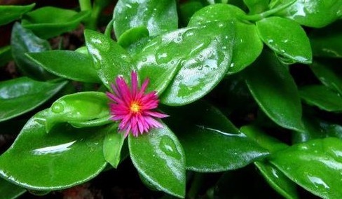 这花一根枝条就能活，花开的美不胜收，怎么养护你知道吗