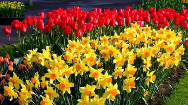 冬季有4种花是“一次性”植物,开完扔掉就行,再养浪费时间!