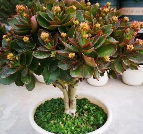 忌讳|养长寿花,将“4忌4喜”进行到底,爆盆开花只是分分钟的事情