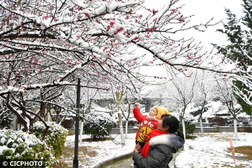 春色|腊雪寻梅觅春色