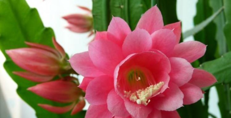 大爷|大爷养花20年,只用3种生活“垃圾”养花,不烂根黄叶,养啥都旺