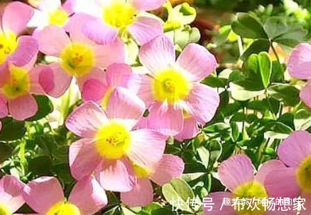 这3种花,一年四季都随便开,最适合小白懒人,阳台养花必备