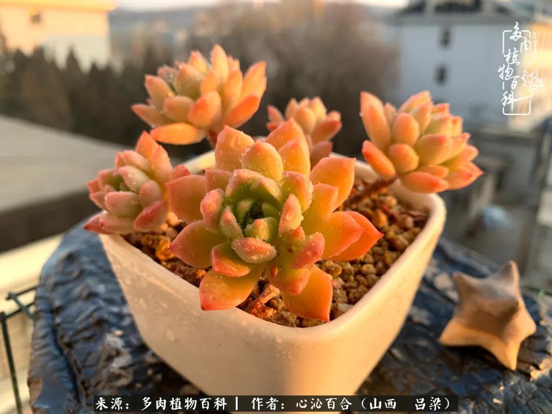 夏季的多肉，绿色才是主色调！努力呵护，期待绽放的那一刻！