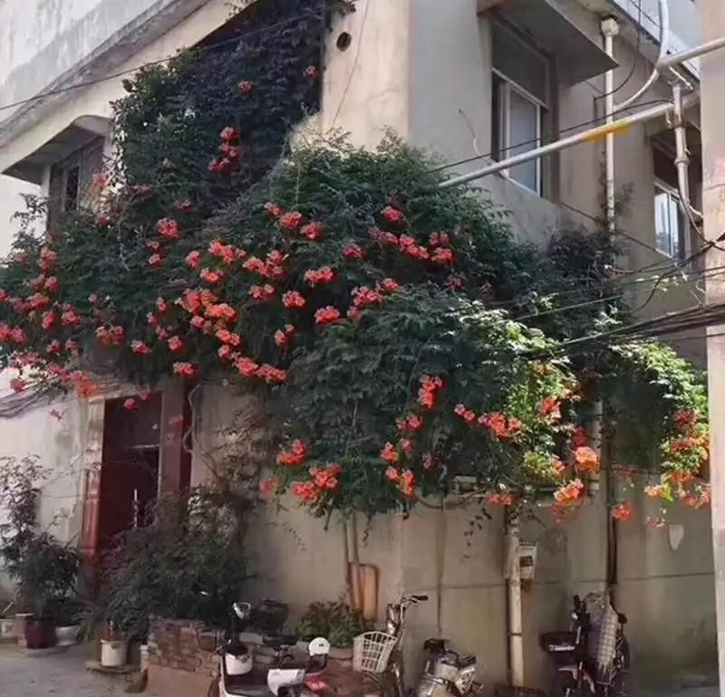 怪不得|怪不得老公把发财树扔了,现阳台流行种此花卉,香飘满屋更迷人