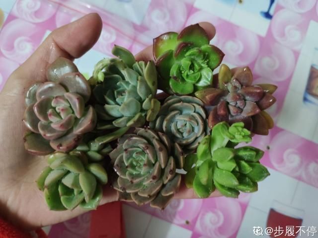 土培|多肉丢水里好度夏,叶子疯狂吸水,几天就变胖了