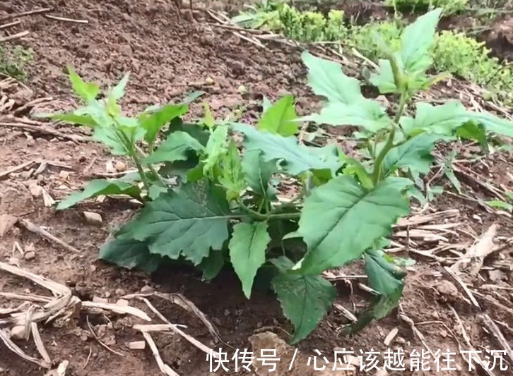 蛇舌草|农村这种看着很不起眼的野草，人称“千里光”，对视力很有疗效