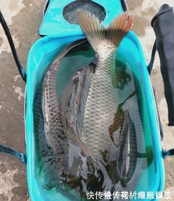 蓑笠哥|降温后钓鲤鱼的思路,逐渐开始活跃,不好吃但手感好