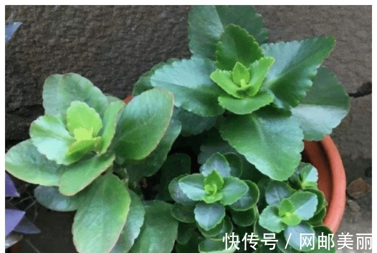 12月份可以扦插“2种花”,30天长成小盆栽,翻过年就能养开