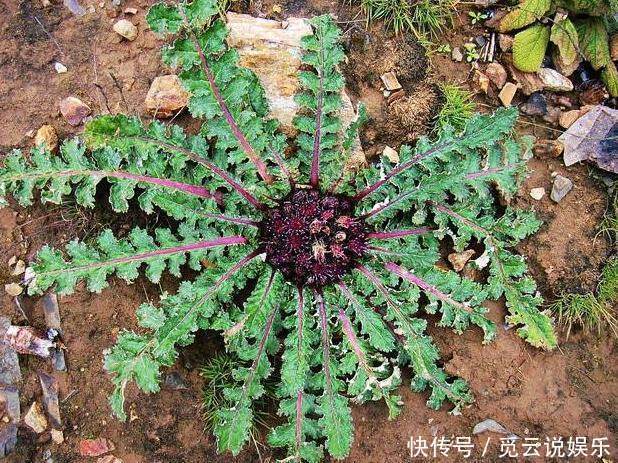 萝卜缨子|农村这几种野菜，一定要多吃，药效神奇个个是宝，错过又要等一年