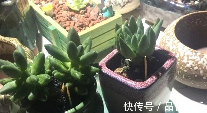 多肉也有缺水信号，找到后浇透，轻松养10年