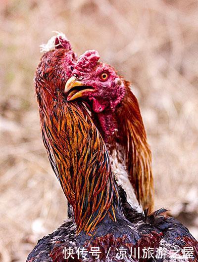 转恨|有约闻鸡同起舞灯前转恨漏声迟!