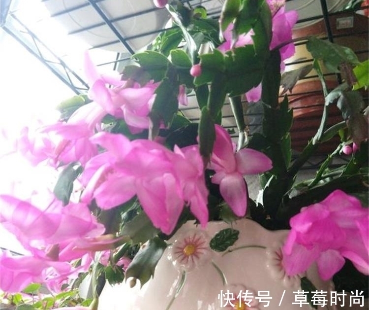 它是养花的“万能肥”,含植物所需的8大种氨基酸,养啥花都旺