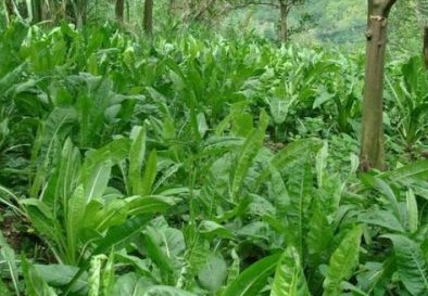 蒲公英泡水|17岁女生因一壶蒲公英水，送入医院，提醒蒲公英泡水有4大禁忌